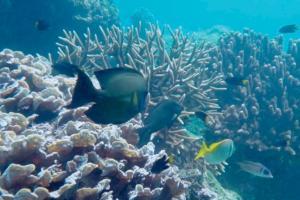 Deep dive with corals