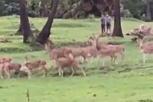 Watch Video: Herd of deer spotted near River Mithi, Twitter is amazed