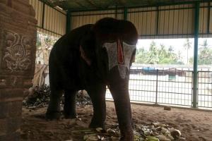 Here's why elephant Bob-cut Sengamalam from Tamil Nadu has gone viral