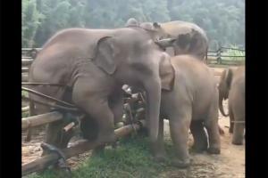 Viral video shows elephant helping its friend climb over fence