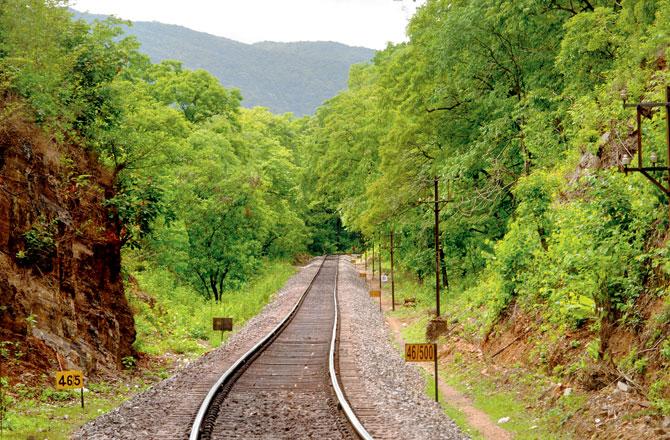 The railway track expansion is said to impact Idionyx gomantakensis. Pic/Parag Rangnekar