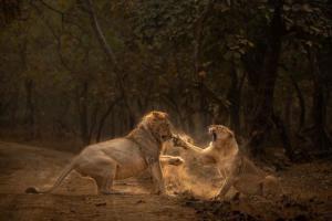 Here's why Tweeple are calling lion and lioness fight 'royal affair'