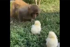 Unusual meeting of monkeys and baby chicks will make your day