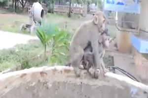 Viral video shows mother monkey saving its baby from well. Seen it yet?
