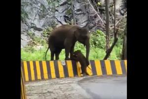 Mother elephant helps its calf climb over road barrier successfully