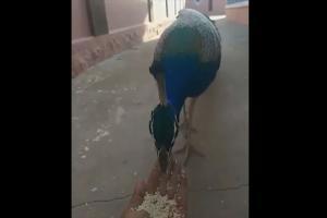 Watch Video: Peacock eats rice from man's palm, netizens left amused