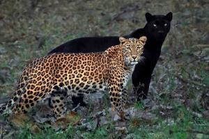 Viral pictures of black panther and leopardess in one frame is a treat!