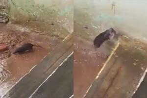 Viral video shows mother rat saving her babies from drowning in rain