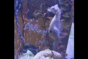 Video: Seahorse gives birth to thousands of babies, netizens amused