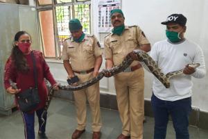 Mumbai: 9-foot-long Indian rock python rescued from Dahisar