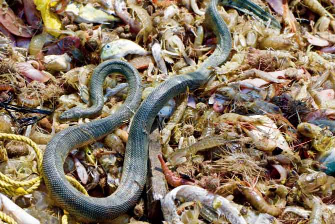A sea snake caught in a trawler off the coast of Sindhudurg
