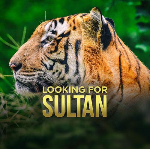 Tigers: Looking For Sultan