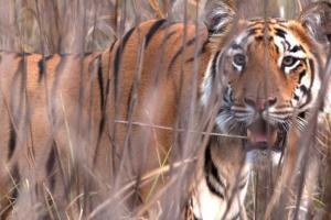 International Tiger Day 2020: Six must watch documentaries