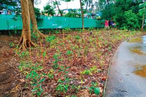 Plantation versus a Pandemic: Colaba Corporator and MLA raise concern
