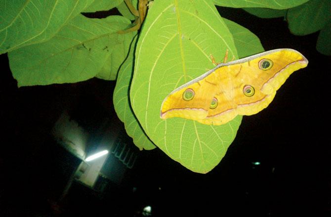 A tussar silk moth that Shardul Bajikar spotted in his vicinity