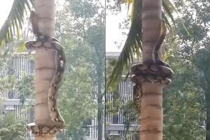 Python slithering along palm tree leaves netizens awe-struck