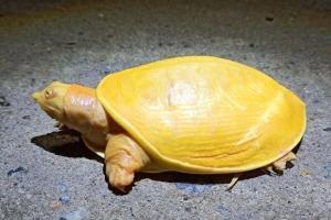Viral video of rare yellow turtle leaves netizens amazed
