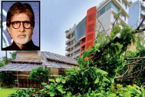 Amitabh Bachchan laments the loss of Gulmohar tree at Prateeksha
