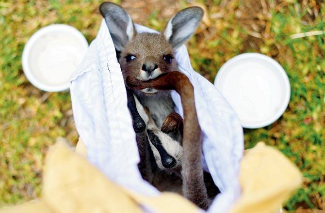 A rescued kangaroo is being cared for by volunteers. Pics/AFP
