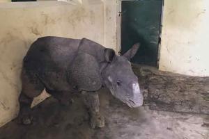 Assam: Kaziranga National Park rescues rhino calf separated from mother