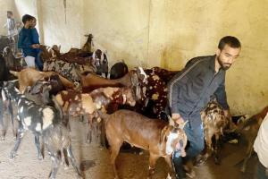 'Online sale hard as buyers have to physically check goats' condition'