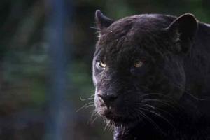 Photos of rare black panther spotted in Karnataka go viral