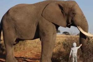 Viral video of child petting elephant's trunk melts hearts online