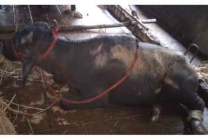 Fire brigade, animal activists rescue injured buffalo in Nalasopara