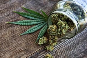 Family consumes cannabis instead of fenugreek, hospitalised