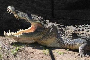 18-year-old boy killed by crocodile in Dudhwa Tiger Reserve