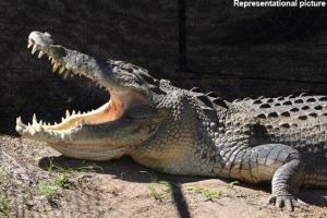 15-year-old boy killed by crocodile in Odisha