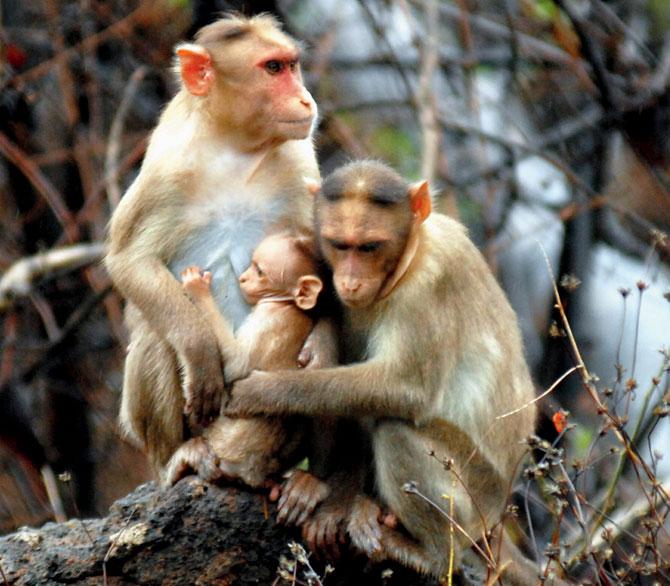 Sunil Limaye, APCCF, Wildlife West region, says that the monkeys, which had become over-reliant for food from visitors to SGNP, have now started going into the forest to look for plants and fruits. File pic/Ashish Rane
