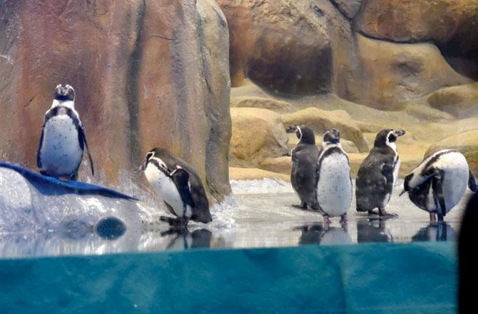 The Veermata Jijabai Bhosale Udyaan and Zoo in Byculla mostly draws crowds to its penguin exhibit. File pic/Suresh Karkera