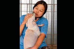 Indonesian 'dog doctor' rescues canines from pandemic peril