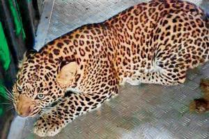 Mumbai: Four leopards in conflict with humans brought to SGNP
