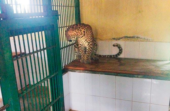 Three of the captured four leopards brought to the leopard rescue centre at SGNP
