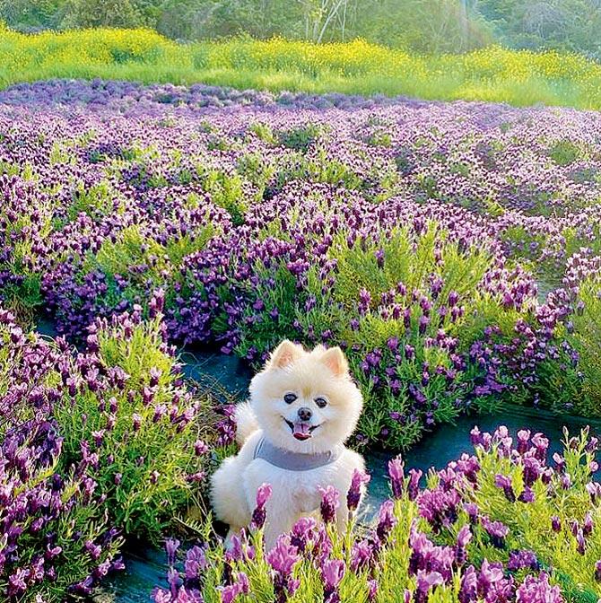 A dog in a lavender field at Purple Islands. Pic/@sudarchoi, Instagram