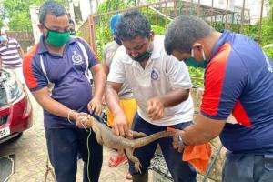 Mumbai: Four-feet long monitor lizard rescued from car bonnet in Vasai