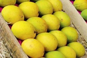 Unable to find job, PhD woman sells fruits