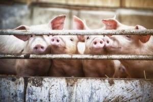 Pigs roam freely in corridor of COVID-19 hospital, video goes viral