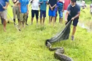 Watch Video: 16-feet long Burmese python captured in Assam