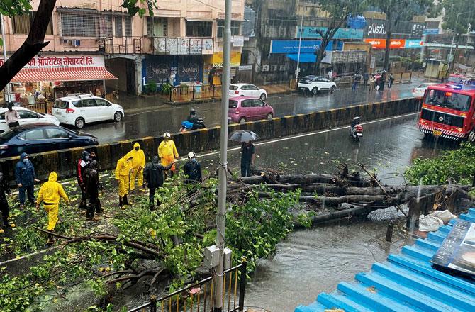 A tree was uprooted due to heavy rainfall near City Light cinema at Dadar on Tuesday. Pic/Ashish Raje