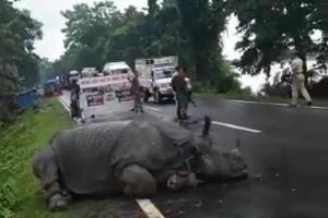 Viral video: Tired rhino sleeps on road as vehicles pass by in Assam