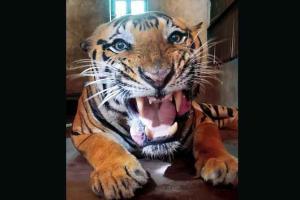Mumbai: Sanjay Gandhi National Park's tiger Anand diagnosed with cancer