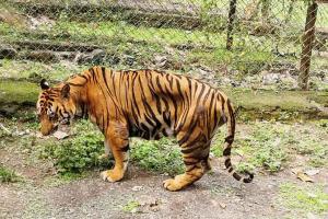 Sanjay Gandhi National Park's star tiger Anand loses battle with cancer