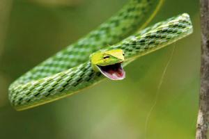 World snake day: Let's rattle some facts up