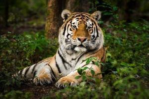 Corbett National Park has 231 tigers, the highest in country
