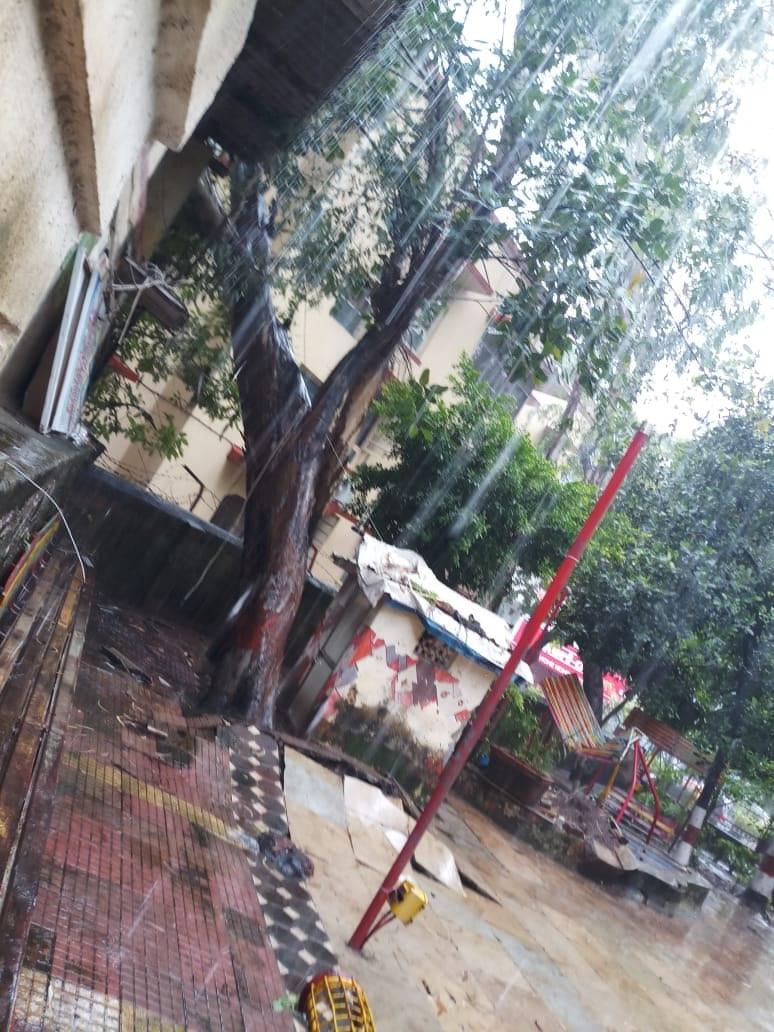 A tree was uprooted at Nilgiri Garden in Bandra West