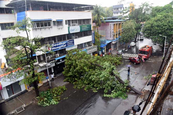 Damage to houses and crops was reported mainly in the coastal areas of Raigad, Ratnagiri and Sindhudurg districts of Maharashtra before the storm weakened.
In picture: Civic workers, fire brigade officials inspect a tree which collapsed in Thane's Naupada area.