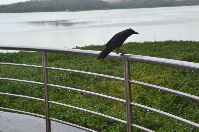 In photo: A crow resting on the railings installed at Powai Lake as the city received heavy rainfall at isolated places.